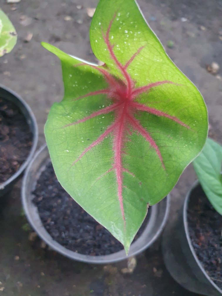 Cladium White Qween Bonggolan