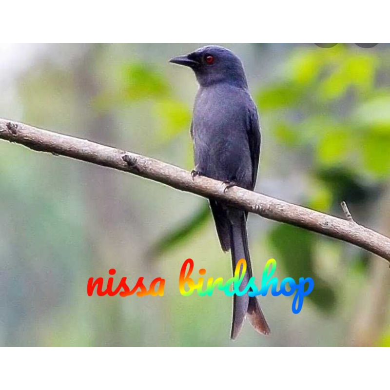 burung srigunting abu rawatan