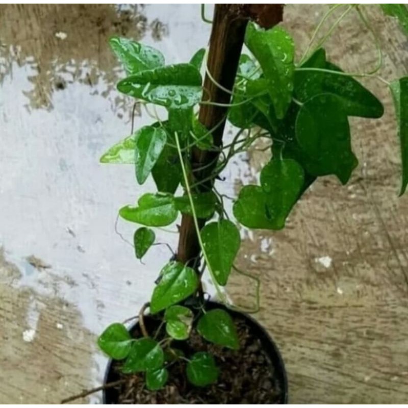 Pohon Cincau Jelly / Cincau Hijau Rambat Tanaman Herbal Bibit Pohon Cincau