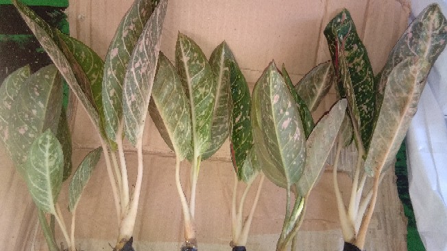 Tanaman Aglonema Dona Carmen