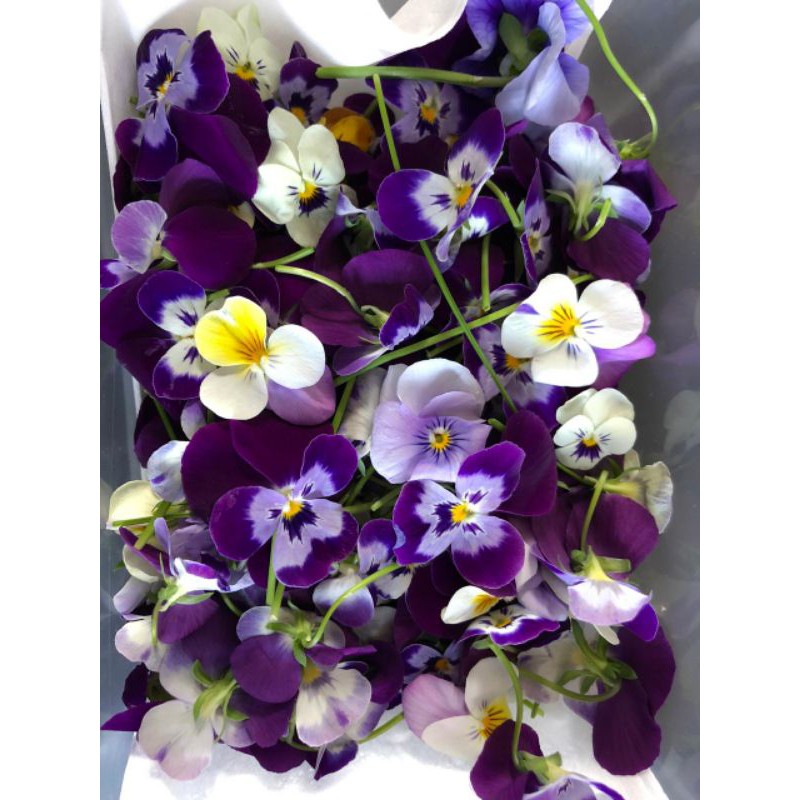 

Edible Flower Viola