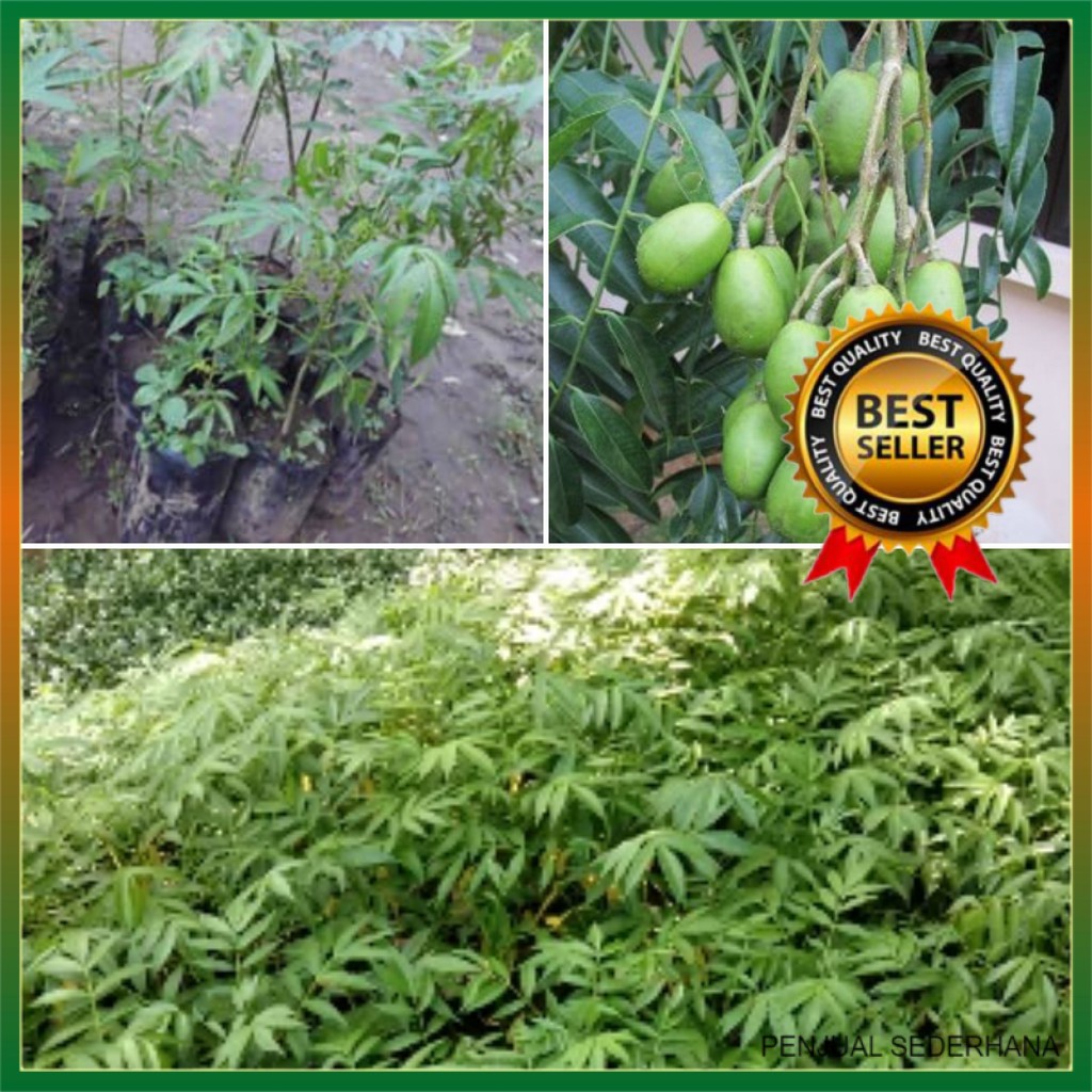 Bibit Tanaman Kedondong