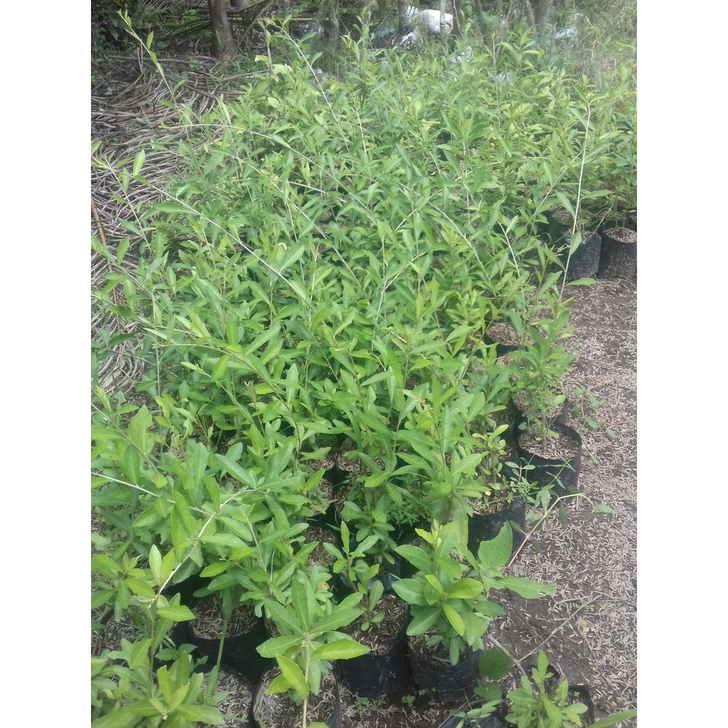 Tanaman Hias Daun Lee Kwan Yew - Tanaman Merambat Lee Kwan Yew