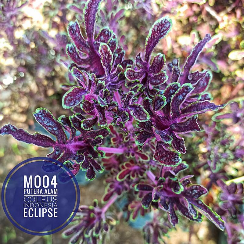 Miana mini id eclip/Miana premium/Miana langka/