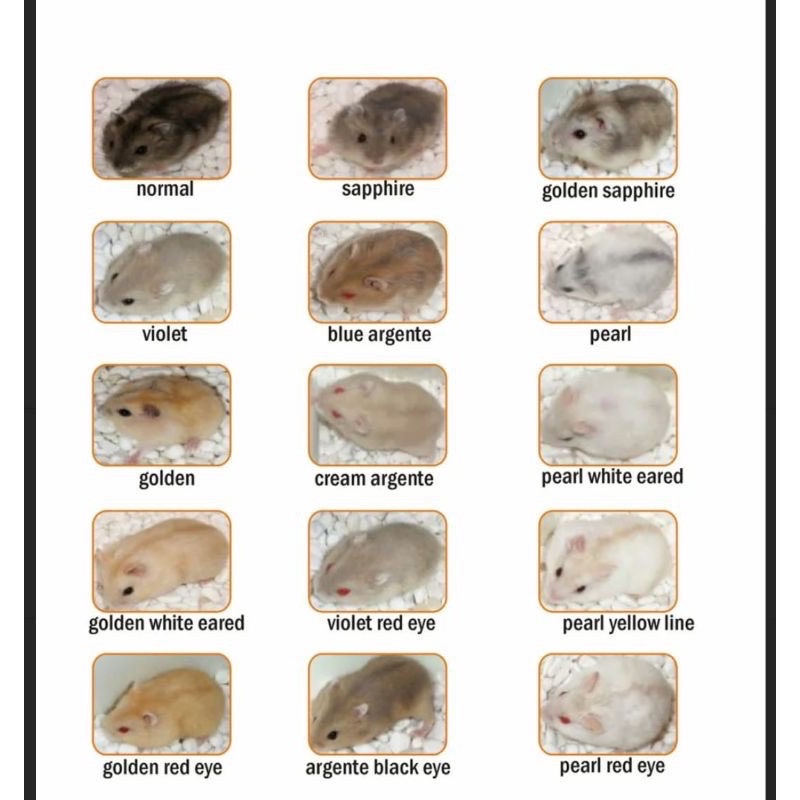 hamster winter white jinak sehat lincah