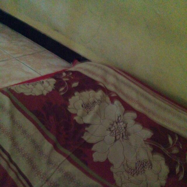 Bibit Tanaman Alpukat Wina Jumbo