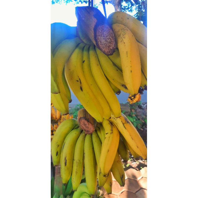 

Pisang Ambon