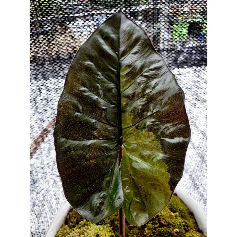 Alocasia plumbea nigra variegata / sente hitam varigata