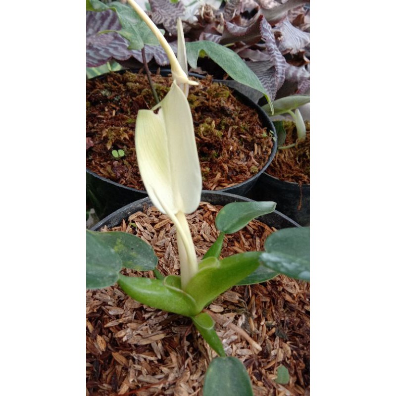 Tanaman Philodendron Katak Variegata Shopee Indonesia