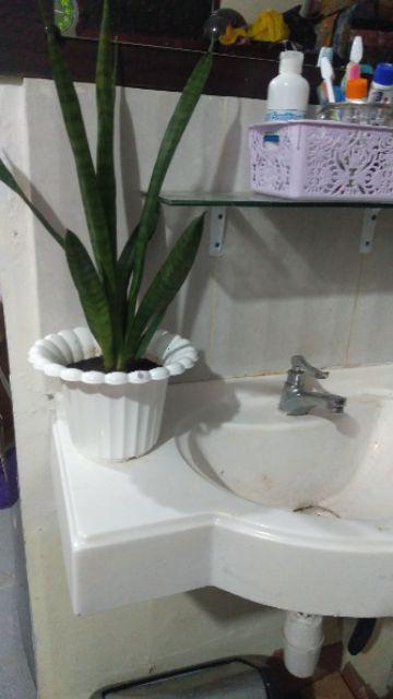 Sanseviera Lidah Mertua