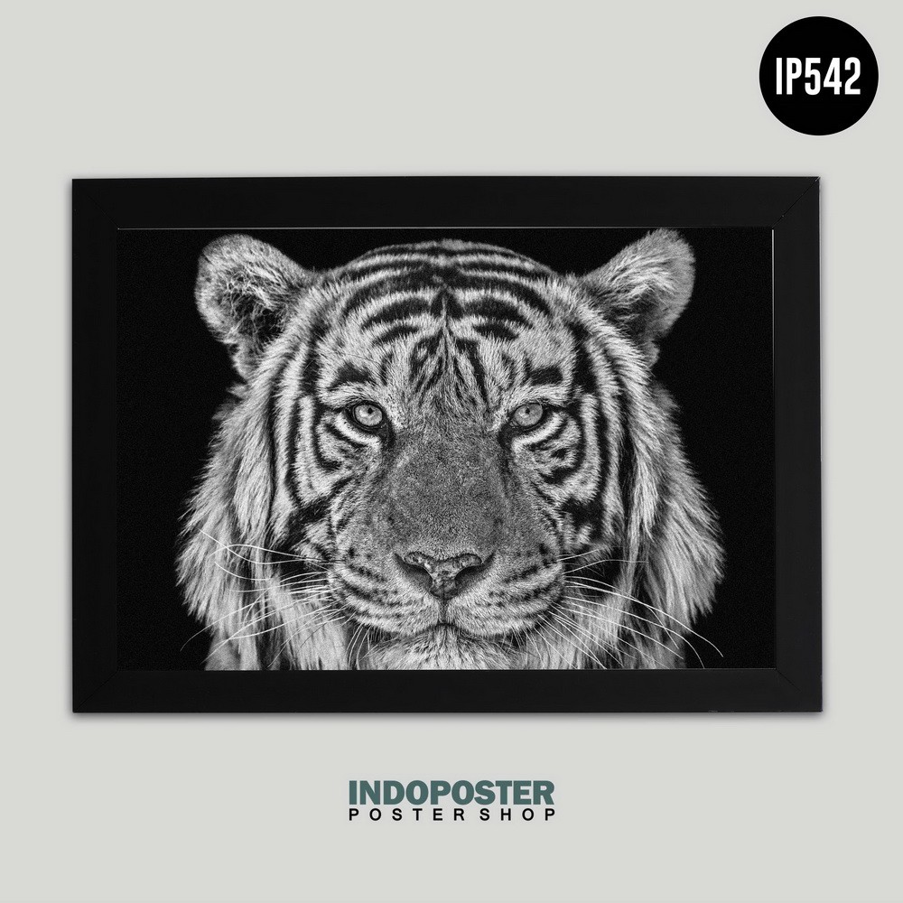 Poster Harimau Hitam Putih A2 60X40cm