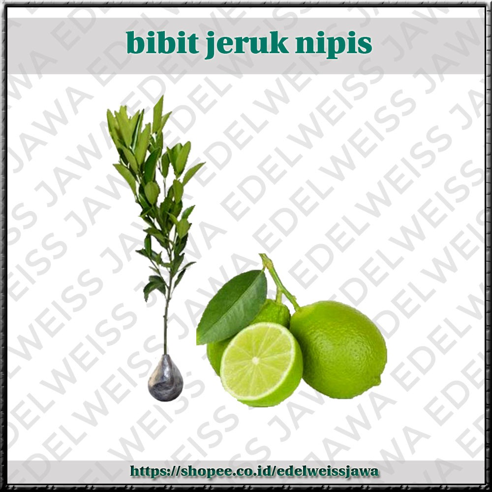 [OKULASI] Bibit Jeruk Nipis [Bibit Unggul]