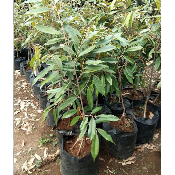bibit durian bawor kaki 3 / durian bawor 60-80cm