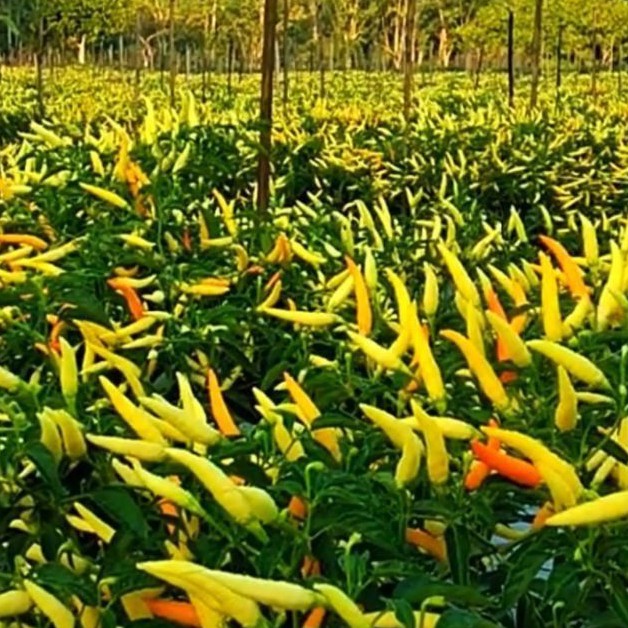 {100 Biji} Benih Cabe Dewata 43 F1 Repack Original