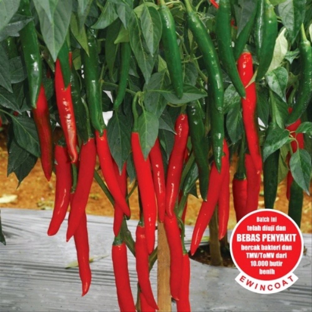 Perbenihan / Benih isi 35 Biji Cabe Besar Landung F