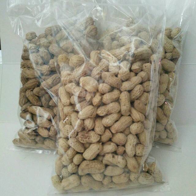 

Kacang kulit polos