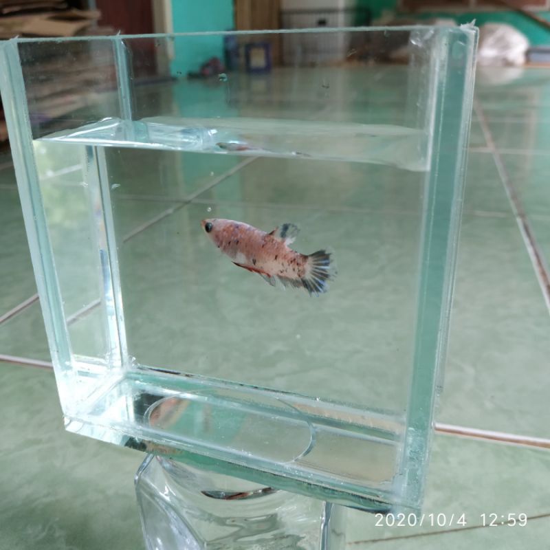 Soliter Cupang Mini Aquarium Kaca Bending Lem kuat tidak bocor murah