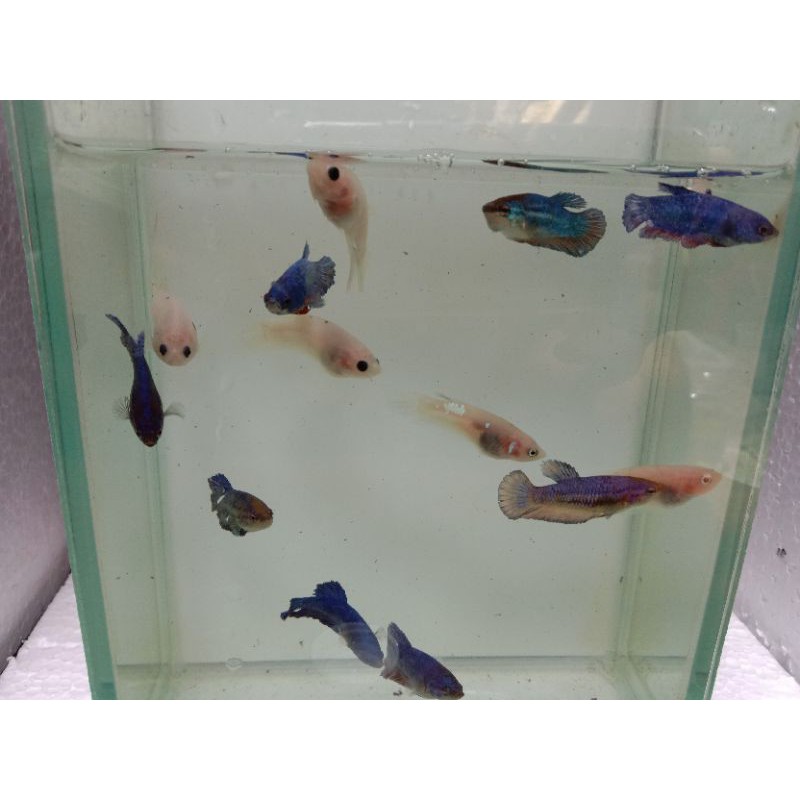 bahan cupang multi,galaxy,Nemo,yellow,koi,dan avatar