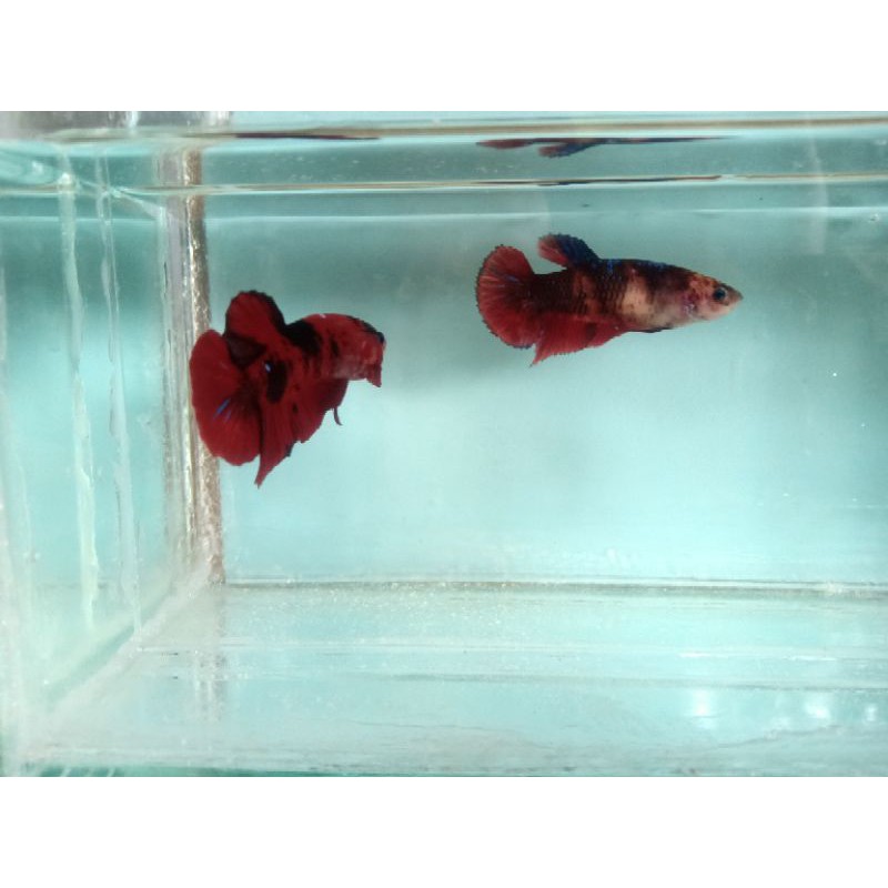 

Ikan Cupang Red Koi Galaxy