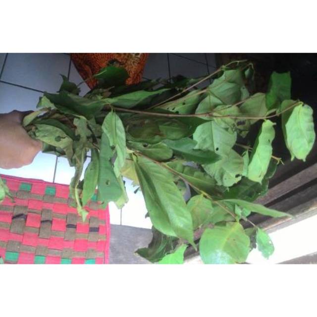

[TERMURAH] Daun Salam / Daun Salam Segar / Daun Salam Organik / Daun Salam Murah