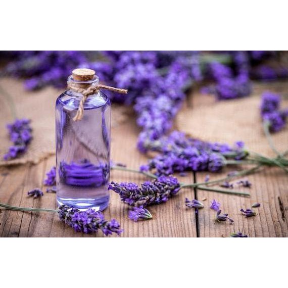 Turun Harga Pure Lavender Essential Oil Minyak Lavender Murni 10 Ml 964879 Shopee Indonesia