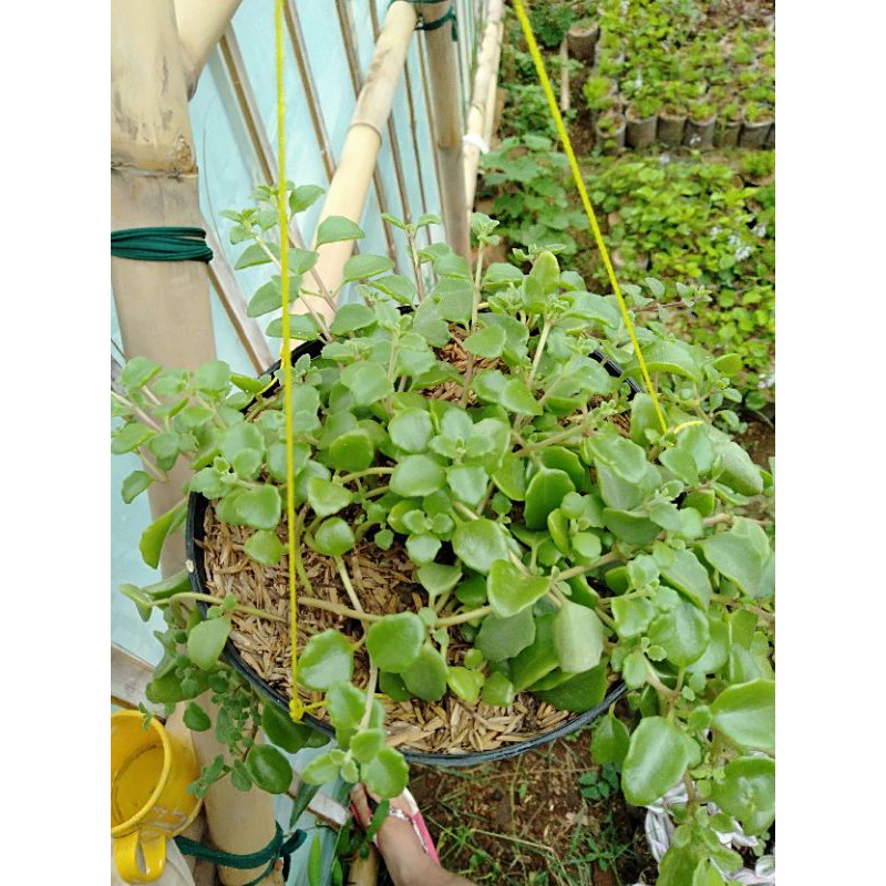 Tanaman hias/gantung pilea depressa
