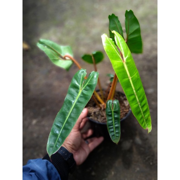 philodendron billietiae