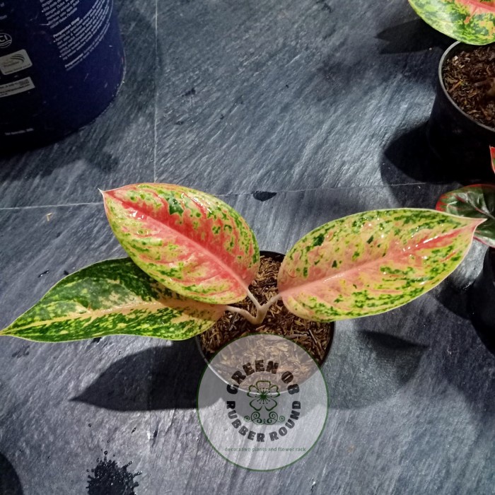 sale Tanaman hias aglonema sexy pink Berkualitas