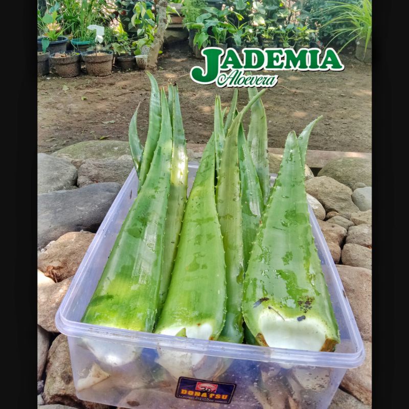 

LIDAH BUAYA PELEPAH 1 KG