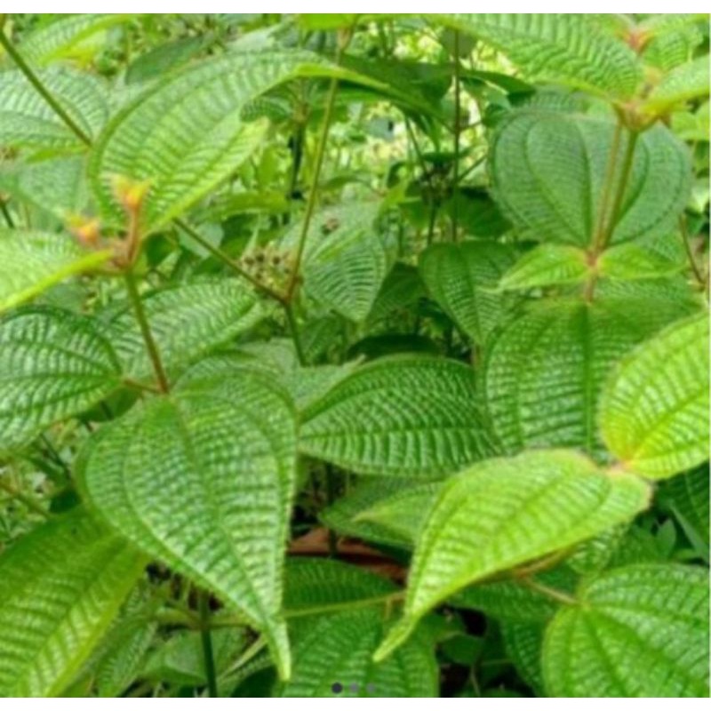 

Daun harendong bulu segar 500gram