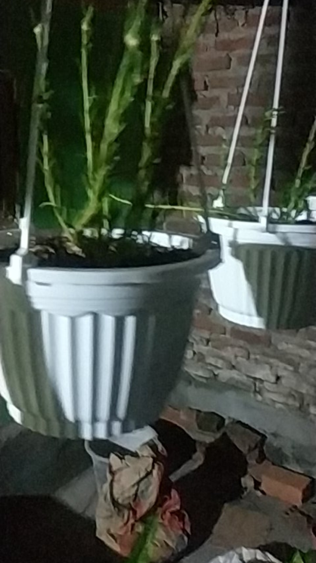 pot bunga tanaman gantung warna warni pumba 19cm Shopee pot bunga tanaman gantung warna warni pumba 19cm Shopee