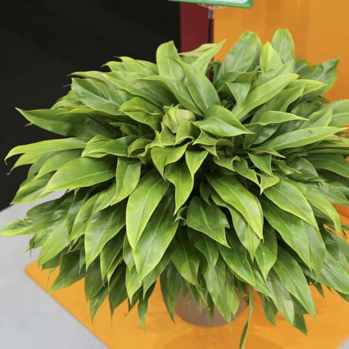 Tanaman Philodendron Karet Philodendron Little Phil Shopee Indonesia