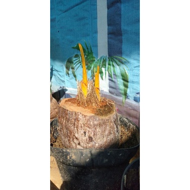 kelapa gading kembar