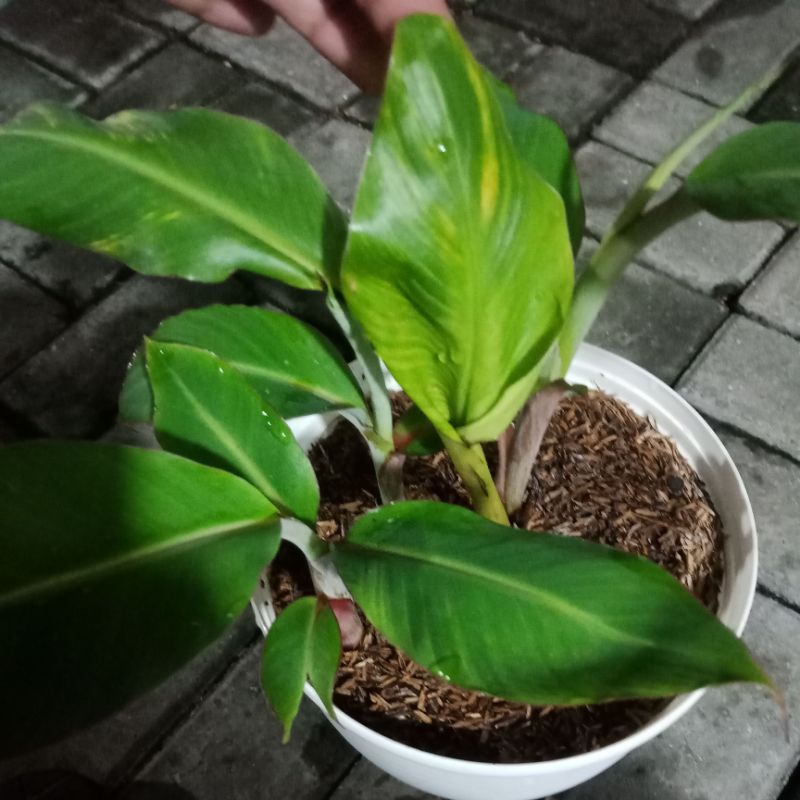 pohon pisang varigata kuning