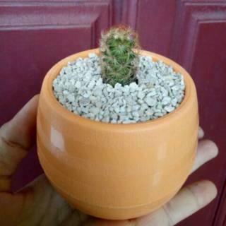  Pot  bulat sukulen kaktus  mini Shopee Indonesia