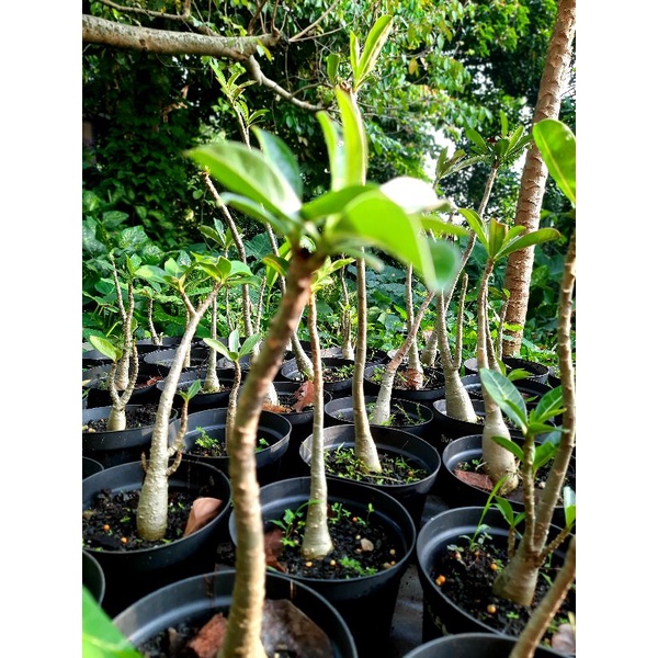 Adenium Somalense Anaconda