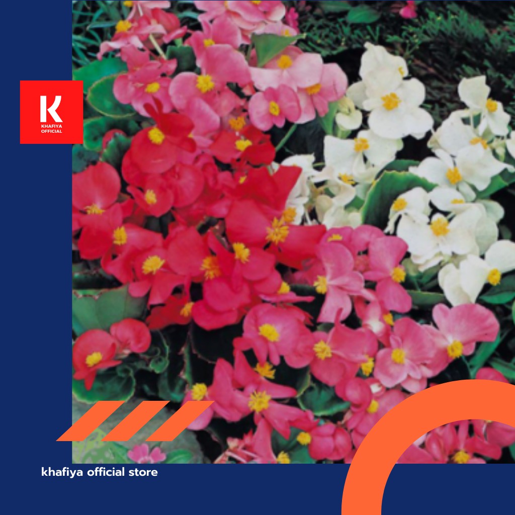 BENIH BUNGA IMPORT - Bunga Begonia Summer Rainbow F2 Seeds - (10 Biji)