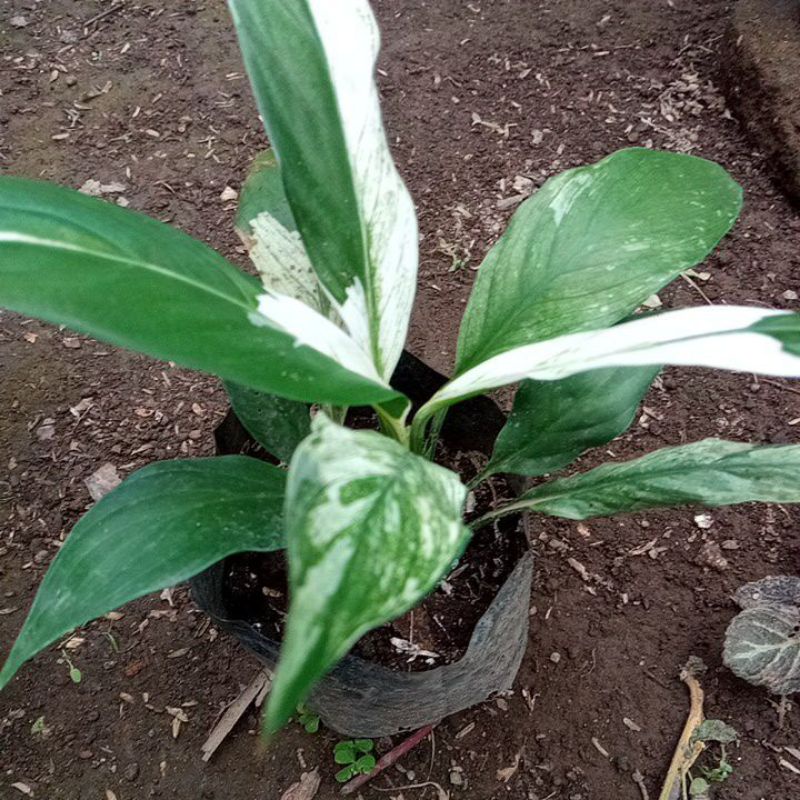 vilum lili varigata anakan