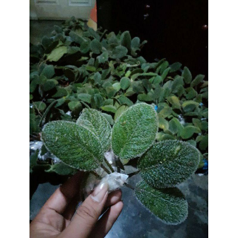 HOMALOMENA SP BULU CARVET