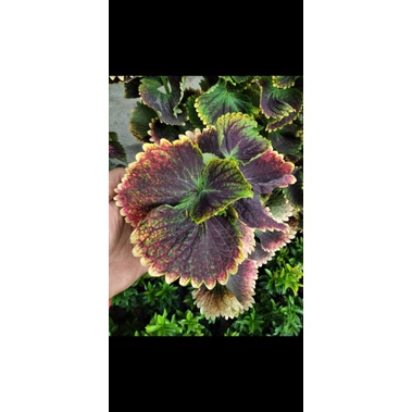 stek miana murah super premium sultan jombang