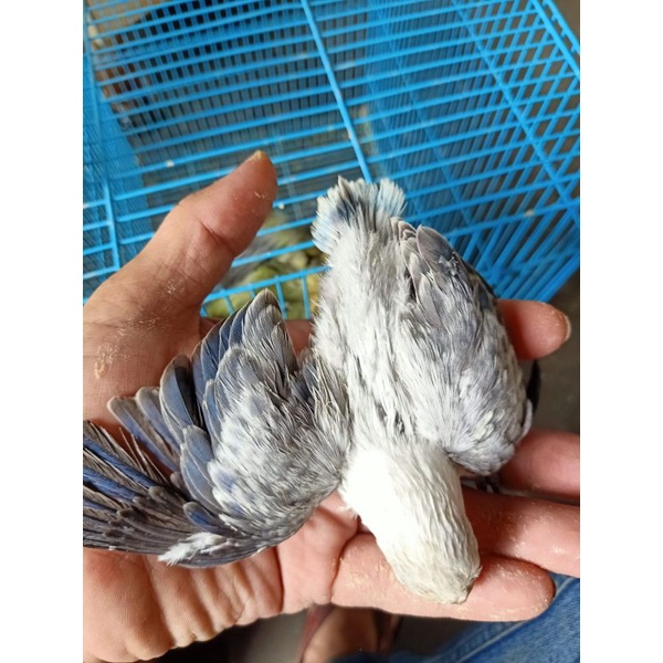 Anakan/Lolohan Burung Lovebrid Biola Euwing Blue Jinak