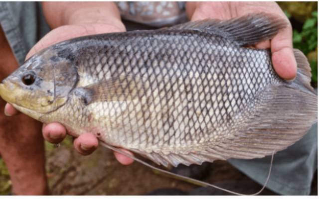 Ikan gurame murah ,ikan gurame enak ikan gurame fresh ikan gurame segar swalayan murah Jakarta