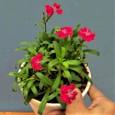 Bibit Bunga Anyelir Dianthus Merah