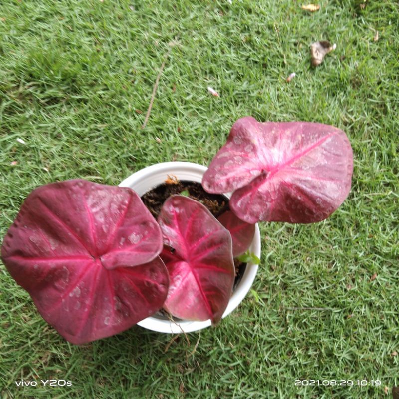 caladium red sweety