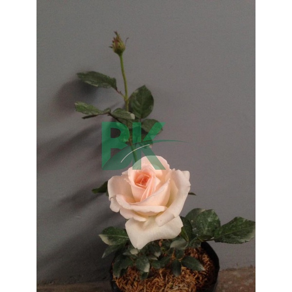 Tanaman Bunga Mawar (rosa sp) Hidup Berlabel &amp; Bergaransi (Bunga Besar Wangi) - BAKUL KEMBANG
