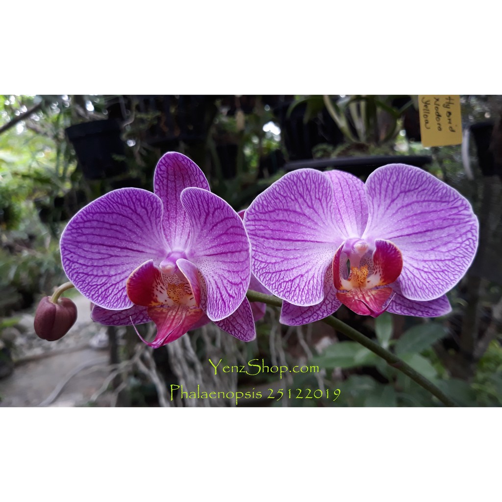 Anggrek Phalaenopsis Anggrek Bulan  -Dewasa