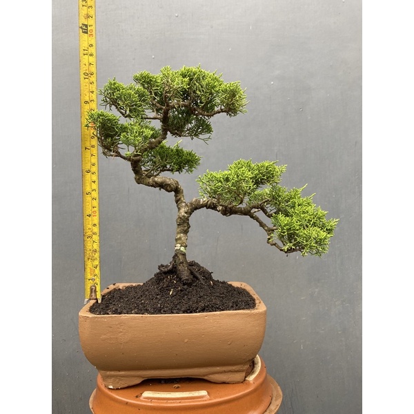 bonsai cemara sargenti sudah jadi rimbun,termasuk pot