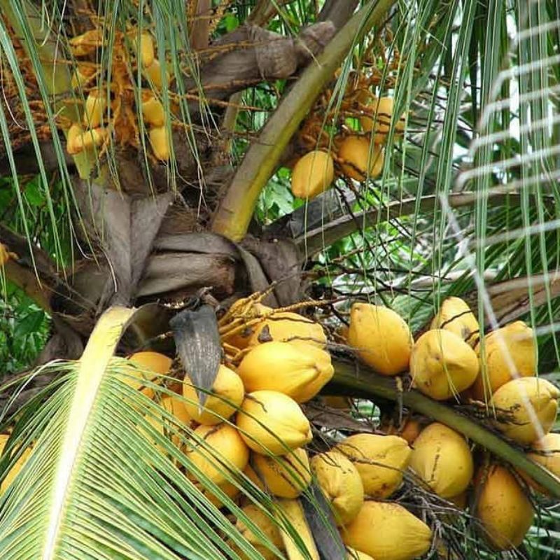 

Termurah Berkuwalitas Bibit Kelapa Gading Kuning_Kelapa Gading_Buah Kelapa Bisa Di Banyar Ditempat
