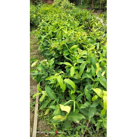 Bibit jambu air kiojok