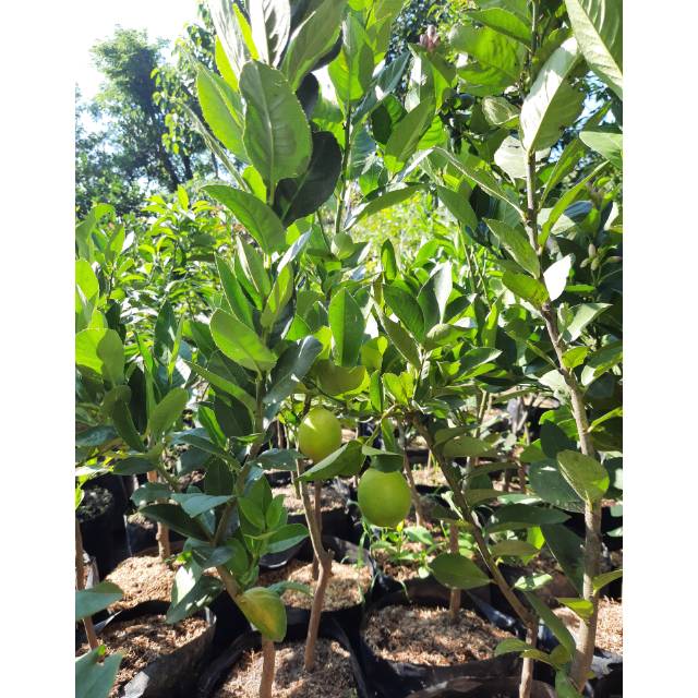 

LEMON CALIFORNIA DIJAMIN ENAK BELI BANYAK HARGA BEDA